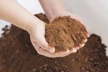 hands hold palm kernel rapeseed