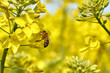 yellow field during rapeseed bloom at the end of May, bee pollinating flowers