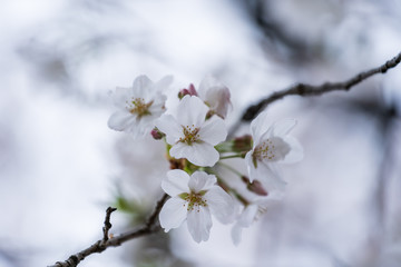 Wall Mural - sakura, cherry blossom flower in spring season