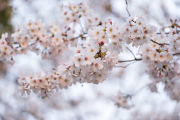 Wall Mural - sakura, cherry blossom flower in spring season