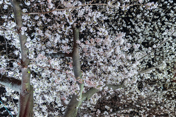 Wall Mural - sakura, cherry blossom flower in spring season