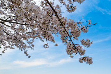 Wall Mural - sakura, cherry blossom flower in spring season