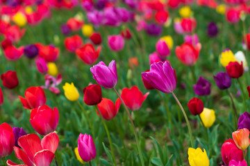 Wall Mural - tulips bloom in the garden