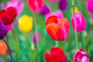 Wall Mural - tulips bloom in the garden