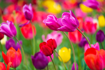Wall Mural - tulips bloom in the garden