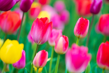 Wall Mural - tulips bloom in the garden