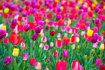 Wall Mural - tulips bloom in the garden