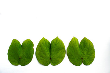 Bauhinia aureifolia leaves isolated on white background , nature plant