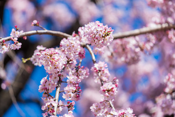 Wall Mural - sakura, cherry blossom flower in spring season