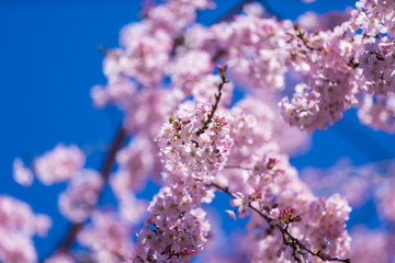 Wall Mural - sakura, cherry blossom flower in spring season
