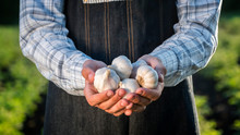 A Man Holds Several Garlic Bulbs. Products From Your Garden