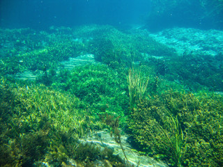 Wall Mural - Underwater view with water plants at Sucuri river in Bonito, Mato Grosso do Sul, Brazil                               