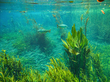 Underwater View With Fish And Water Plants At Sucuri River In Bonito, Mato Grosso Do Sul, Brazil                                 