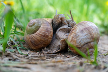 The Roman Snail, Also Called Burgundy Snail, Edible Snail Or Escargot, European Species Of A Large, Edible, Air-breathing Land Snail Captured During Mating.