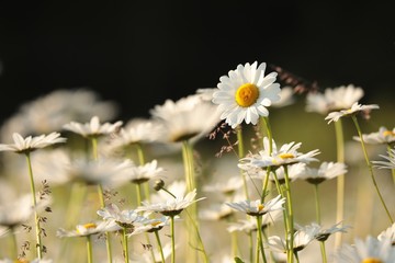 Fotomurales - Daisies on a spring morning