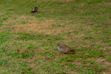 Two pigeons on a field