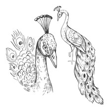Sketch Of Peacock. Hand Drawn  Illustration Converted To Vector