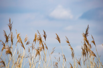  Reed grass in bloom, scientific name Phragmites australis, deliberately blurred, gently swaying in the wind on the shore of a pond, Wind background