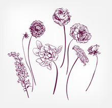 Vector Engraved Design Elements Sketch Flower Decorative Design Elements Ink Veronica Yarrow Peony Rose