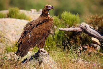 Sticker - The cinereous vulture (Aegypius monachus) also known as the black vulture, monk  or Eurasian black vulture sitting on the feeding place. Big black vulture.