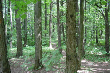 path in the forest