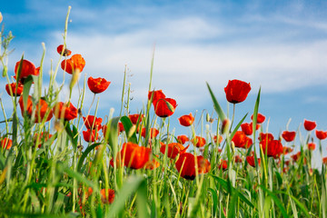 poppy field