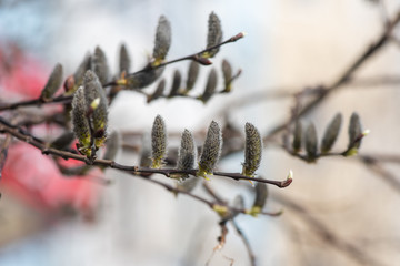 Wall Mural - branch of pussy willow