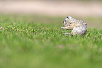 A wild european ground squirrel