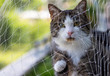 © Jimmy R - Curious cute cat with green eyes behind a safety net looking to the cam
