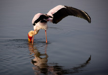 Yellow Billed Stork Catching Dinner In The Lake
