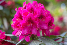 Red Rhododendron Nova Zembla, Lush Bloom In The Nursery Of Rhododenrons.