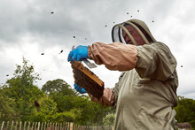 Bee Keeper And Frame