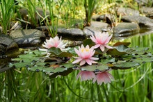 Magic Of Nature With Three Pink Water Lilies Or Lotus Flowers Marliacea Rosea After Rain. Nympheas With Water Drops Are Reflected In Dark Pond Water With Beautiful Bright Green Plants. Selective Focus