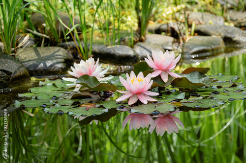 Fotomural Magic of nature with three pink water lilies or lotus flowers Marliacea Rosea after rain
