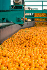 Wall Mural - Technological process at the orange cannery. Mass of ripe citrus fruits oranges