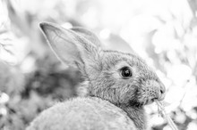 Black White Photo Rabbit Eating Grass