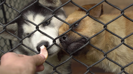 Wall Mural - Dog In An Animal Shelter