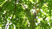 Summer Or Spring Green Nature 4k Video Background With Soft Delicate Sun Backlight Among Tree Branches Growing Outdoor In Park Or Forest. Sun Rays And Beams Bursting Through Twigs And Foliage Of Tree.