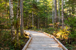 Wooden trail next to the visitor center of North Cascades, surrounded by trees