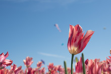 Pink Tulips Against Blue Sky