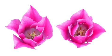 Poster - Pink tulips, top view, isolated on white background.