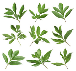 Naklejka na meble Set of fresh green peony leaves on white background