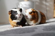 two guinea pigs on a walk