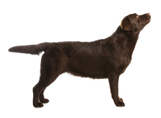 chocolate labrador retriever standing on white background