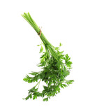 Fototapeta  - Bunch of fresh green parsley on white background