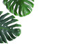 © New Africa - Green fresh monstera leaves on white background, top view. Tropical plant
