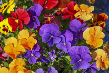 Pensées jaunes, violettes, rouge orangé