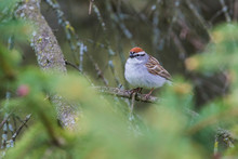  Chipping Sparrow (Spizella Passerina)