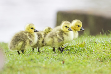 Cute Canada goose (Branta canadensis) babies