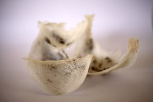 Close Up Of Fresh Harvested Unprocessed Swallow Bird Nest